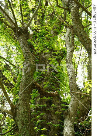 藤和春天的大樹 21965497