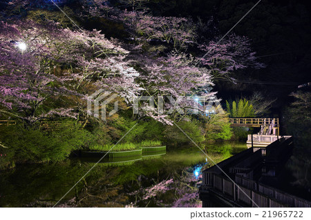 靜岡縣濱松市奧山公園的櫻花 靜岡縣濱松市奧山公園的櫻花 21965722
