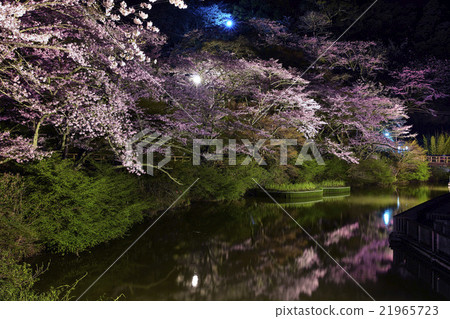 靜岡縣濱松市奧山公園的櫻花 靜岡縣濱松市奧山公園的櫻花 21965723