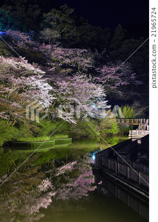靜岡縣濱松市奧山公園的櫻花 靜岡縣濱松市奧山公園的櫻花 21965724