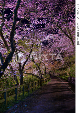 靜岡縣濱松市奧山公園的櫻花 靜岡縣濱松市奧山公園的櫻花 21965725