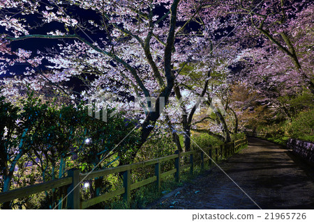 靜岡縣濱松市奧山公園的櫻花 靜岡縣濱松市奧山公園的櫻花 21965726