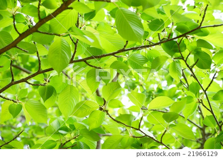 Brightness of fresh green Brightness of fresh green 21966129