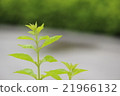 Wakaba 21966132