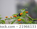 Bee activity 21966133