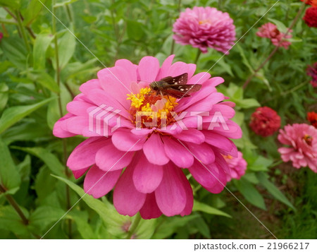 Ichimon diese seri in a cereal grass 21966217