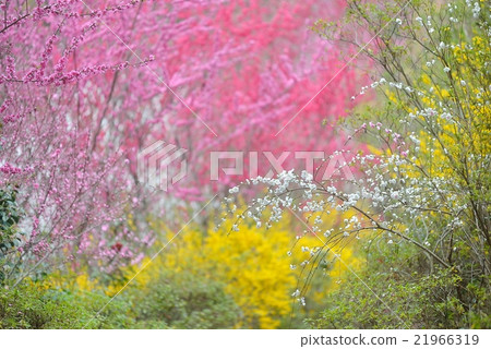 Forsythia and flower peaches 21966319