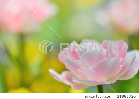 Pink tulip 21966320