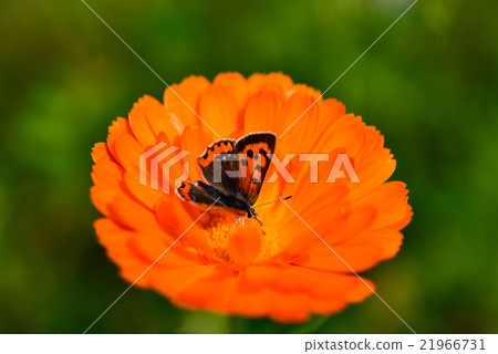 Butterfly 21966731