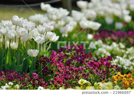 Purple flowers and white tulips 21966897