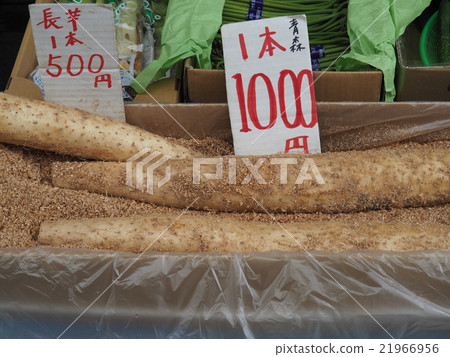 中國山藥 中國山藥 21966956