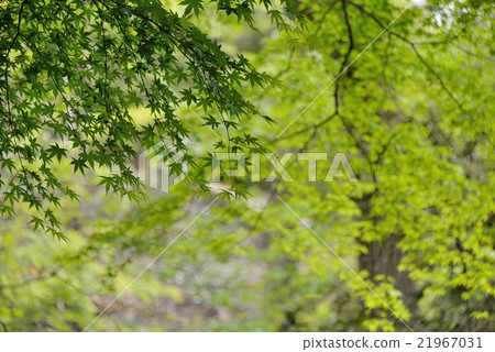 Spring light on autumn leaves of young leaves 21967031