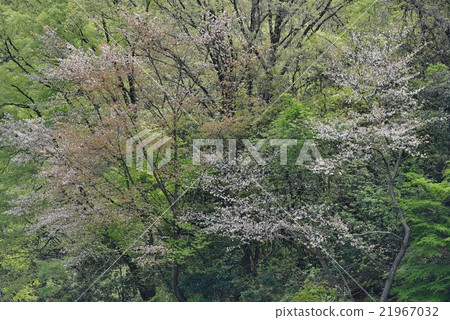 Wild mountain cherry as scattered 21967032