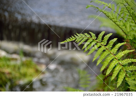 Kotaki和Fern 21967035