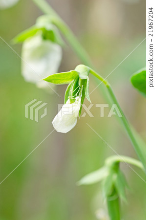 花到豆（豌豆） 21967204