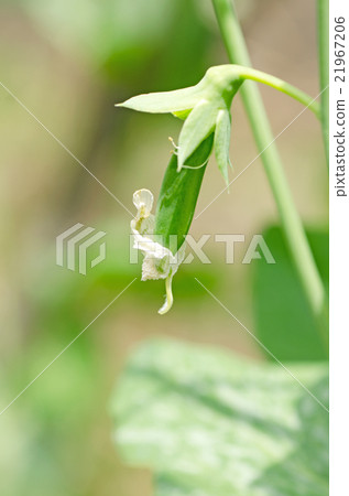 花到豆（豌豆） 21967206