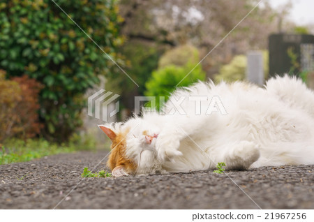 Cat Cat 21967256