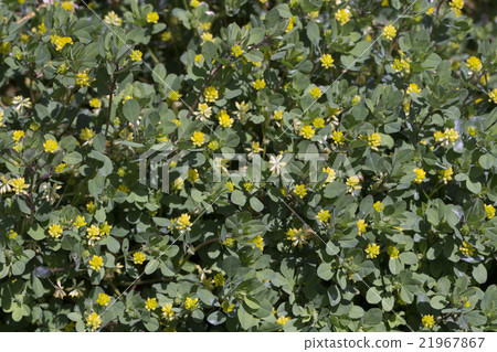 Comet Tsukkusa 21967867