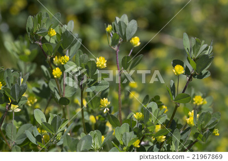 彗星Tsukkusa 21967869