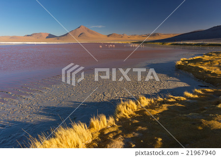 Multicolored Salt Lake with flamingos on the Bolivian Andes 21967940