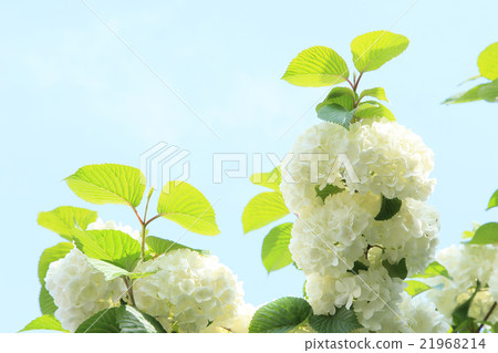 Spring flowers Oodemari 21968214