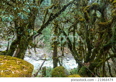 Nepal jungle Nepal jungle 21968474