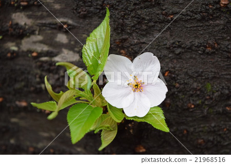 一棵櫻桃樹 21968516