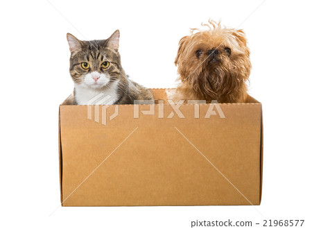 Cat and the dog sitting in a cardboard box 21968577