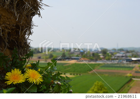 在山上盛開的蒲公英花（Inomata Hachinohata /埼玉kotama槍Misato cho Inomata） 21968611