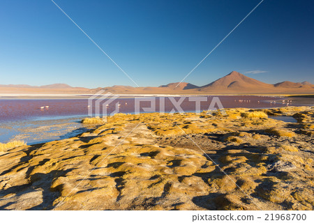 Multicolored Salt Lake with flamingos on the Bolivian Andes 21968700