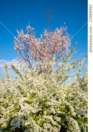 Cherry Blossoms Cherry Blossoms 21968992