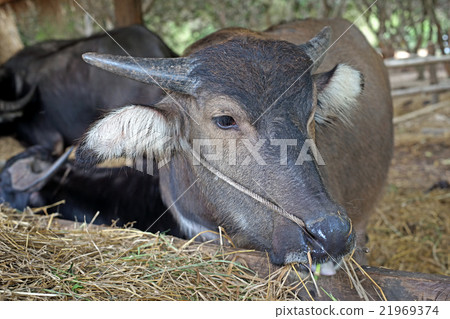 asian water buffalo or bubalus bubalis 21969374