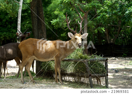 brow antlered deer brow antlered deer 21969381