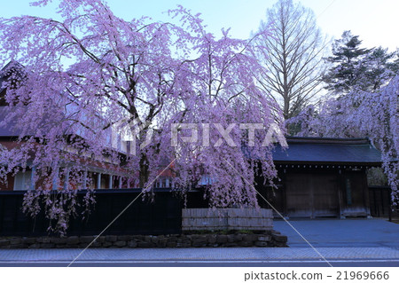 Kakunodate和竹櫻花的武士住宅 21969666