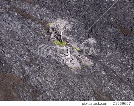Lava rock formation in Hawaii Volcano Park 21969697