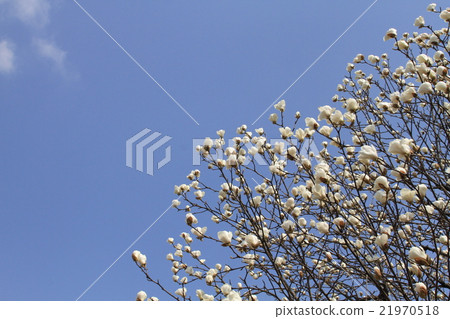 白玉蘭和藍天 白玉蘭和藍天 21970518