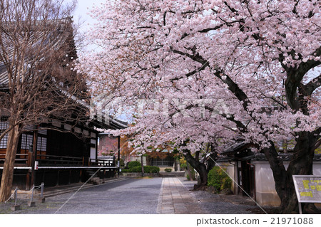 Cherry blossoms at Honjonji temple Cherry blossoms at Honjonji temple 21971088