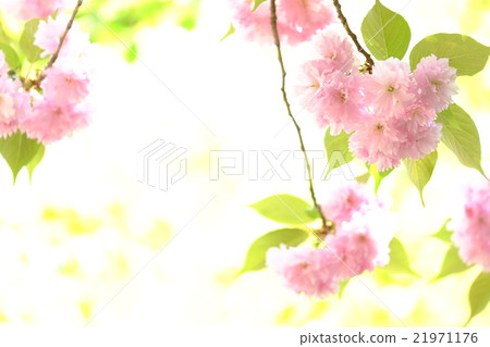 Double cherry blossoms Double cherry blossoms 21971176