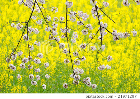 Cherry blossoms and rape fields Cherry blossoms and rape fields 21971297