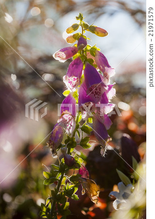 Foxglove Foxglove 21971579