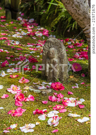 Shirakuji Temple Gogaku Camellia vertical position up Shirakuji Temple Gogaku Camellia vertical position up 21971676
