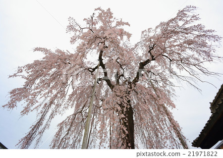 櫻花的照片 櫻花的照片 21971822