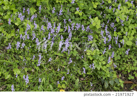 Kobanotatsunisawa 21971927