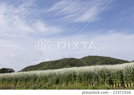 Daikon花 Daikon花 21971936