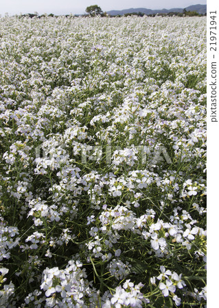 Daikon花 Daikon花 21971941