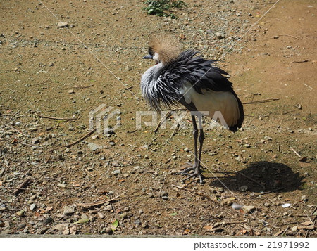 White-crowned crane White-crowned crane 21971992