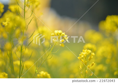 Lots of rape blossoms 21972043