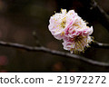 梅花 21972272