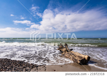 Trunk on shore of the Baltic Sea 21972318