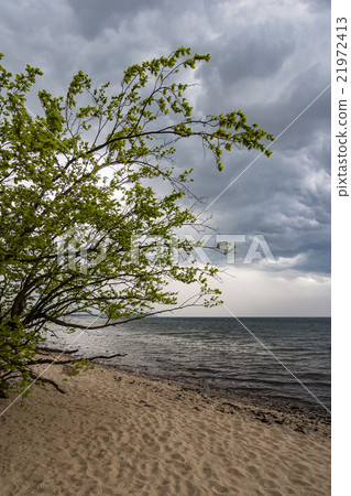 Tree on shore of the Baltic Sea 21972413